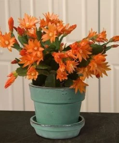 Garden Goods Direct Orange Christmas Cactus House Plants 6 Garden Goods Direct Orange Christmas Cactus House Plants