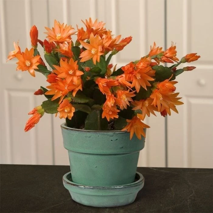 Garden Goods Direct Orange Christmas Cactus House Plants 3 Garden Goods Direct Orange Christmas Cactus House Plants