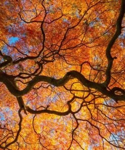 Garden Goods Direct Orangeola Japanese Maple Trees