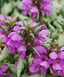 Garden Goods Direct Lamium Orchid Frost