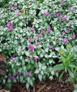 Garden Goods Direct Lamium Orchid Frost