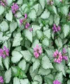Garden Goods Direct Lamium Orchid Frost