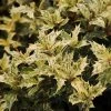 Garden Goods Direct Osmanthus Goshiki Shrubs