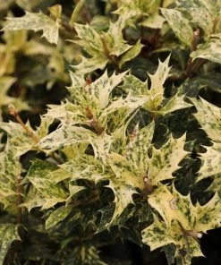 Garden Goods Direct Osmanthus Goshiki Shrubs