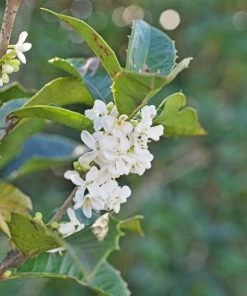 Garden Goods Direct Shrubs Fragrant Tea Olive