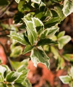 Garden Goods Direct Osmanthus Goshiki Shrubs
