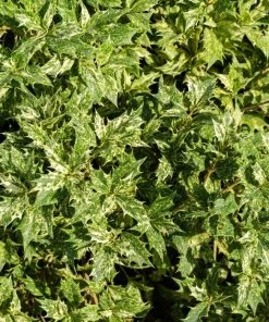 Garden Goods Direct Osmanthus Goshiki Shrubs