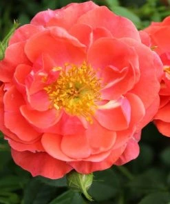 Garden Goods Direct Proven Winners® Color Choice® Oso Easy® Mango Salsa Rose Shrubs