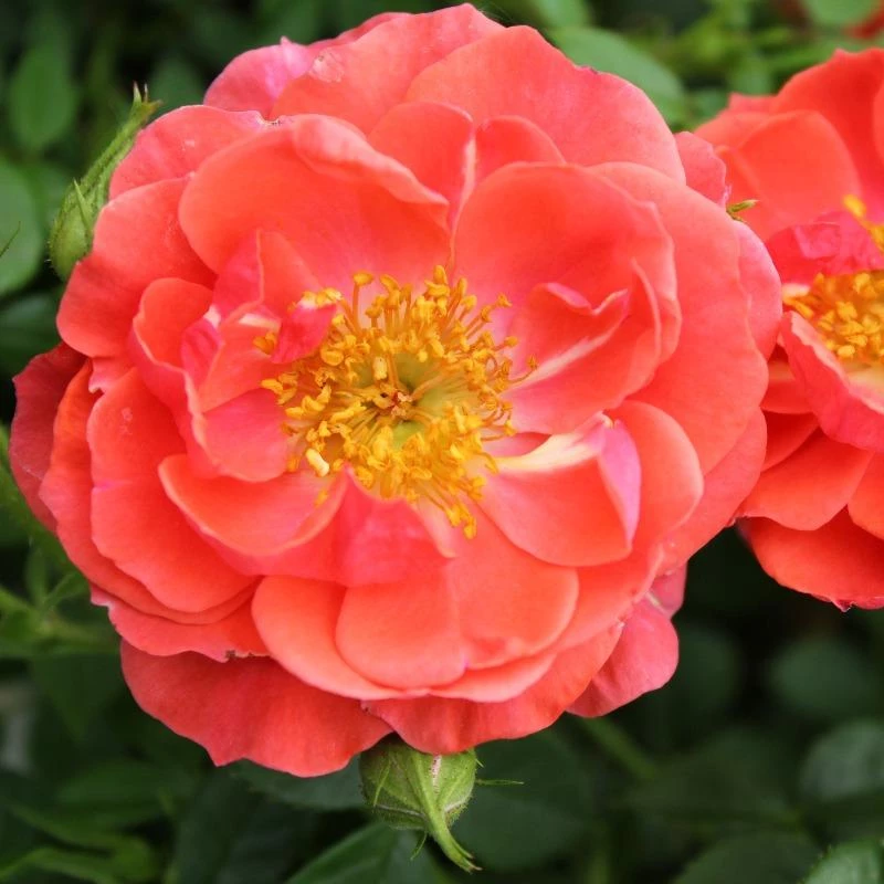 Garden Goods Direct Proven Winners® Color Choice® Oso Easy® Mango Salsa Rose Shrubs 2 Garden Goods Direct Proven Winners® Color Choice® Oso Easy® Mango Salsa Rose Shrubs