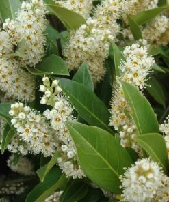 Garden Goods Direct Otto Luyken Laurel Shrubs 6 Garden Goods Direct Otto Luyken Laurel Shrubs