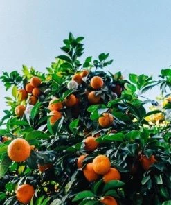 Garden Goods Direct Owari Satsuma Mandarin Tree Citrus