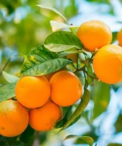 Garden Goods Direct Owari Satsuma Mandarin Tree Citrus