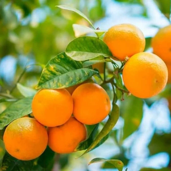 Garden Goods Direct Owari Satsuma Mandarin Tree Citrus 1 Garden Goods Direct Owari Satsuma Mandarin Tree Citrus