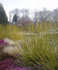 Garden Goods Direct Shrubs Yellow Twig Dogwood