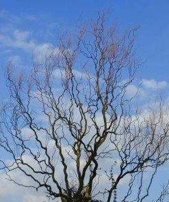 Garden Goods Direct Corkscrew Willow Trees