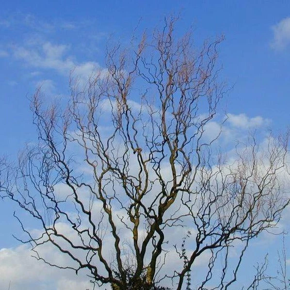 Garden Goods Direct Corkscrew Willow Trees 2 Garden Goods Direct Corkscrew Willow Trees