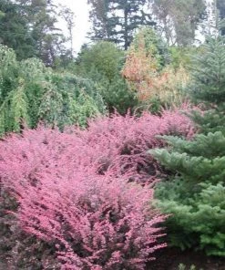 Garden Goods Direct Rose Glow Barberry