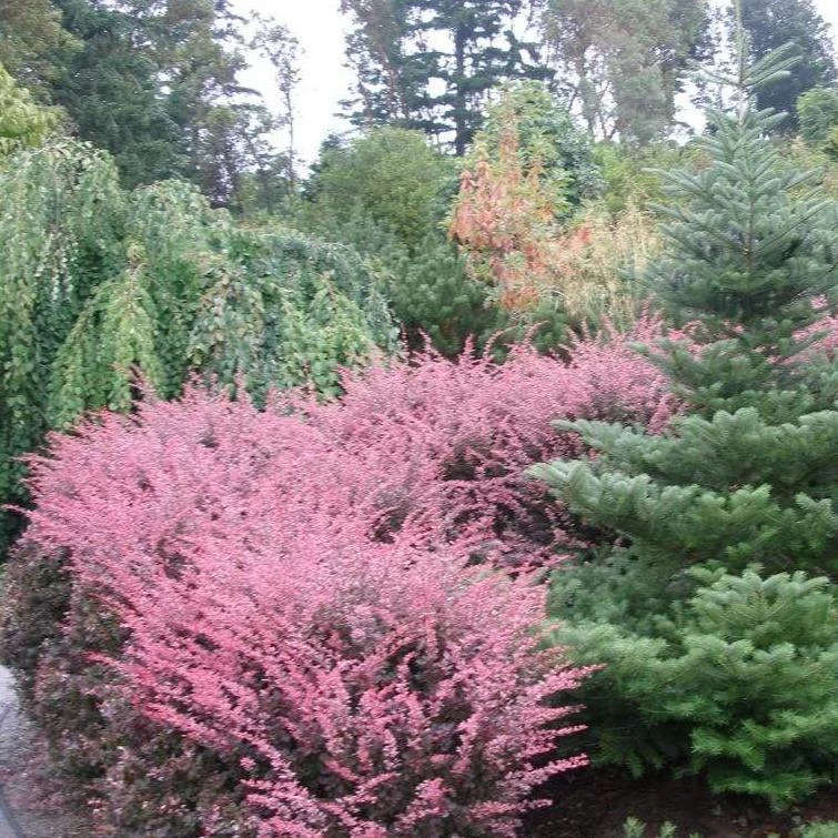 Garden Goods Direct Rose Glow Barberry 2 Garden Goods Direct Rose Glow Barberry