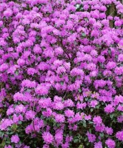 Garden Goods Direct PJM Rhododendron