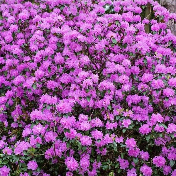 Garden Goods Direct PJM Rhododendron 2 Garden Goods Direct PJM Rhododendron