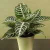 Garden Goods Direct House Plants Zebra Plant