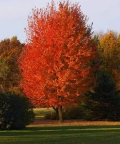 Garden Goods Direct Autumn Blaze Maple Trees