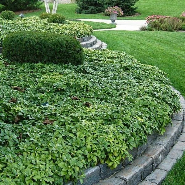Garden Goods Direct Pachysandra Perennials 3 Garden Goods Direct Pachysandra Perennials