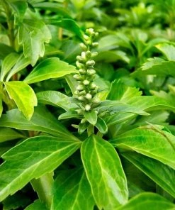Garden Goods Direct Pachysandra Perennials 8 Garden Goods Direct Pachysandra Perennials