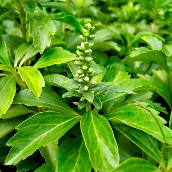 Garden Goods Direct Pachysandra Perennials 4 Garden Goods Direct Pachysandra Perennials