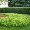 Garden Goods Direct Pachysandra Perennials