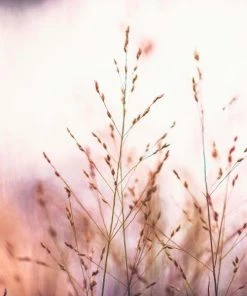 Garden Goods Direct Perennials Shenandoah Switch Grass 7 Garden Goods Direct Perennials Shenandoah Switch Grass