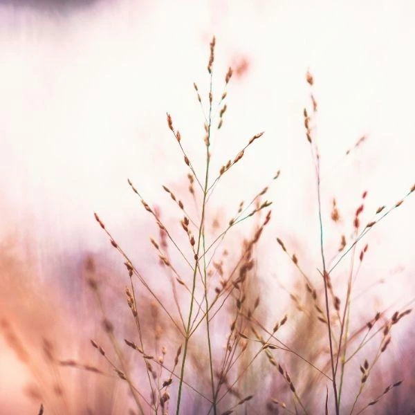 Garden Goods Direct Perennials Shenandoah Switch Grass 4 Garden Goods Direct Perennials Shenandoah Switch Grass