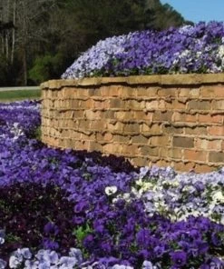 Garden Goods Direct Annuals Pansy True Blue