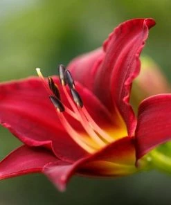 Garden Goods Direct Pardon Me Daylily