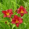 Garden Goods Direct Pardon Me Daylily