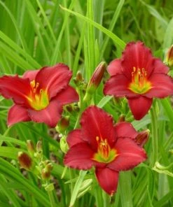 Garden Goods Direct Pardon Me Daylily
