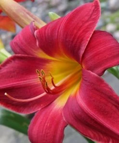 Garden Goods Direct Pardon Me Daylily