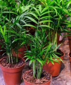 Garden Goods Direct House Plants Parlor Palm