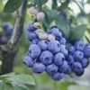 Garden Goods Direct Fruit & Nut Patriot Blueberry Bushes