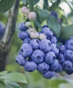 Garden Goods Direct Fruit & Nut Patriot Blueberry Bushes