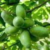 Garden Goods Direct Paw Paw Tree Trees