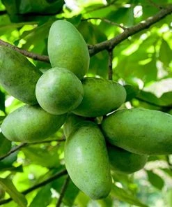 Garden Goods Direct Paw Paw Tree Trees