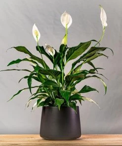 Garden Goods Direct Peace Lily House Plants 17 Garden Goods Direct Peace Lily House Plants