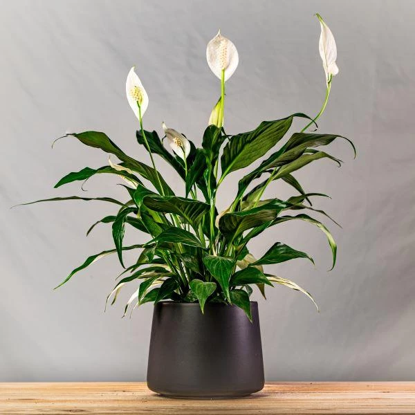 Garden Goods Direct Peace Lily House Plants 5 Garden Goods Direct Peace Lily House Plants