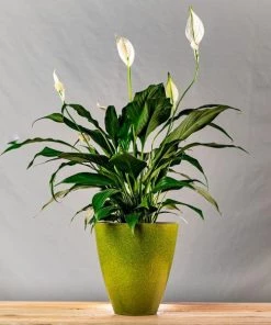 Garden Goods Direct Peace Lily House Plants 19 Garden Goods Direct Peace Lily House Plants