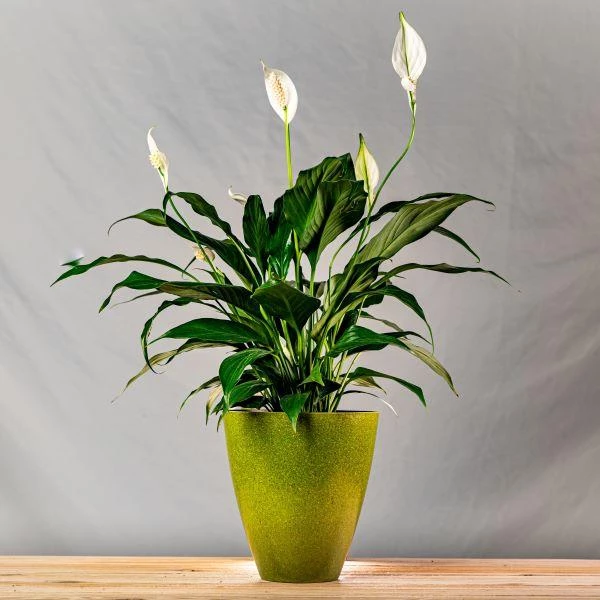 Garden Goods Direct Peace Lily House Plants 7 Garden Goods Direct Peace Lily House Plants