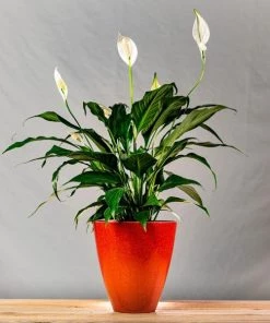 Garden Goods Direct Peace Lily House Plants 21 Garden Goods Direct Peace Lily House Plants