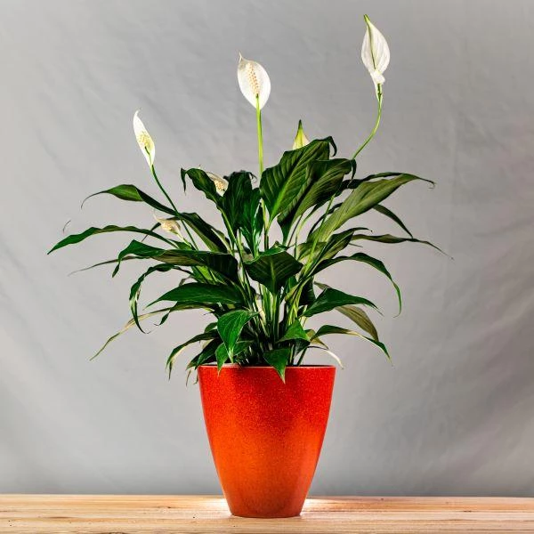 Garden Goods Direct Peace Lily House Plants 9 Garden Goods Direct Peace Lily House Plants