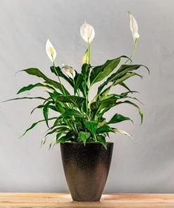 Garden Goods Direct Peace Lily House Plants 25 Garden Goods Direct Peace Lily House Plants