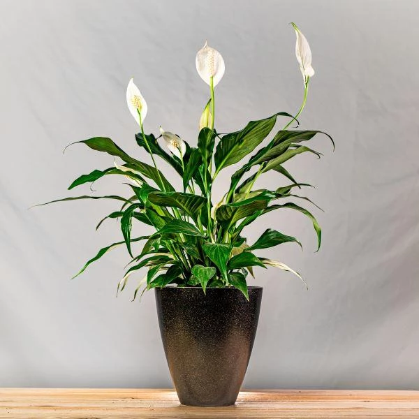 Garden Goods Direct Peace Lily House Plants 13 Garden Goods Direct Peace Lily House Plants